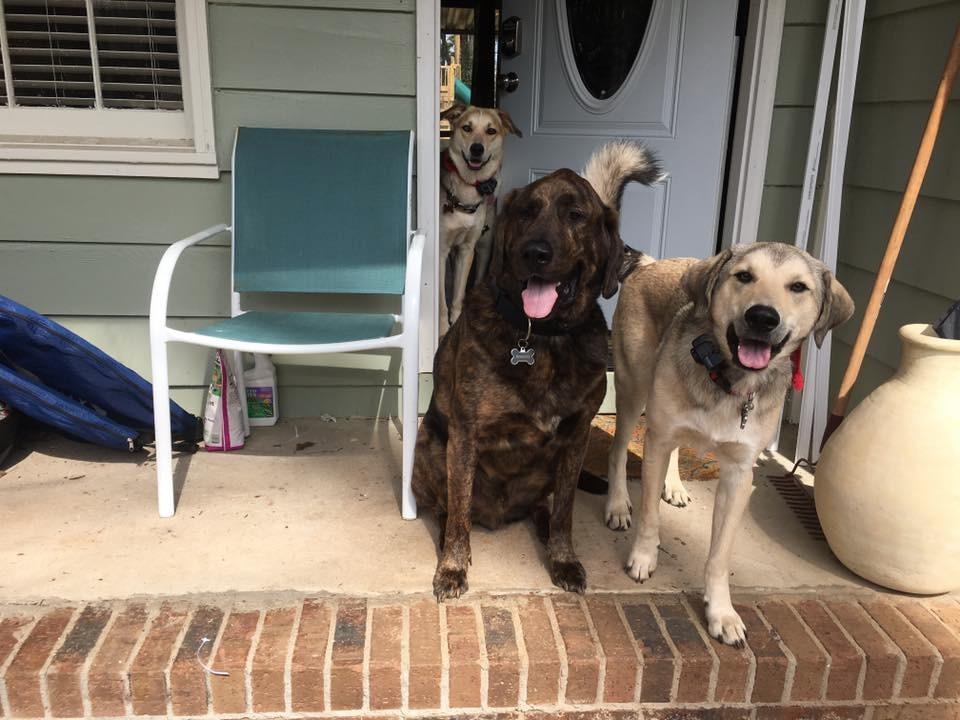 PetSafe Wireless Pet Containment System, Up to 1/2 Acre | Wireless Fence, Tone & Static Correction, Proprietary Circular Boundary with No Wire, Static-Free Re-Entry, Dogs 8 lb+ customer photo 2