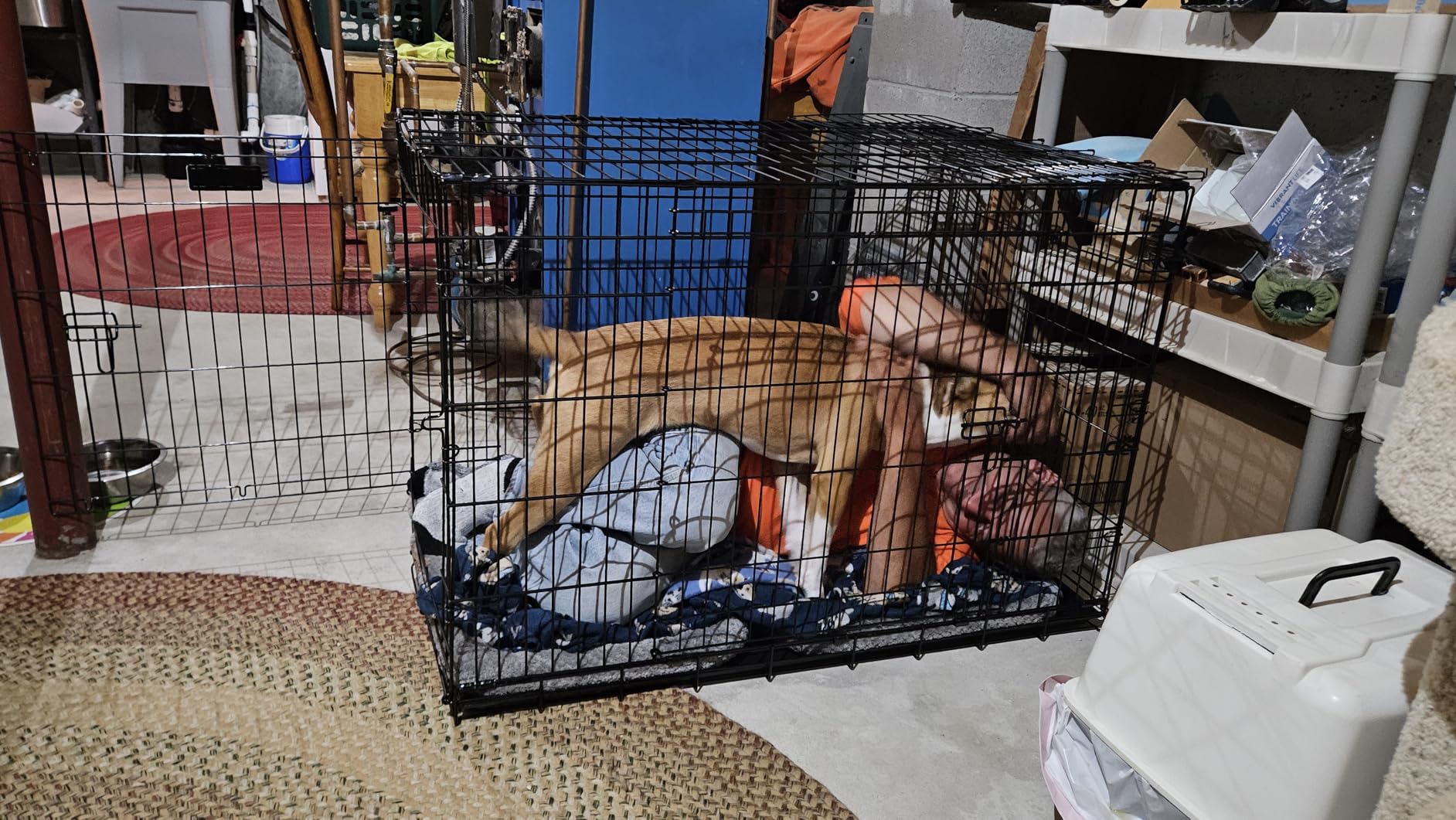 Precision Pet Products Two Door Great Crate Wire Dog Crate, 48 Inch, For Pets 90-125 lbs, With 5-Point Locking System customer photo 1