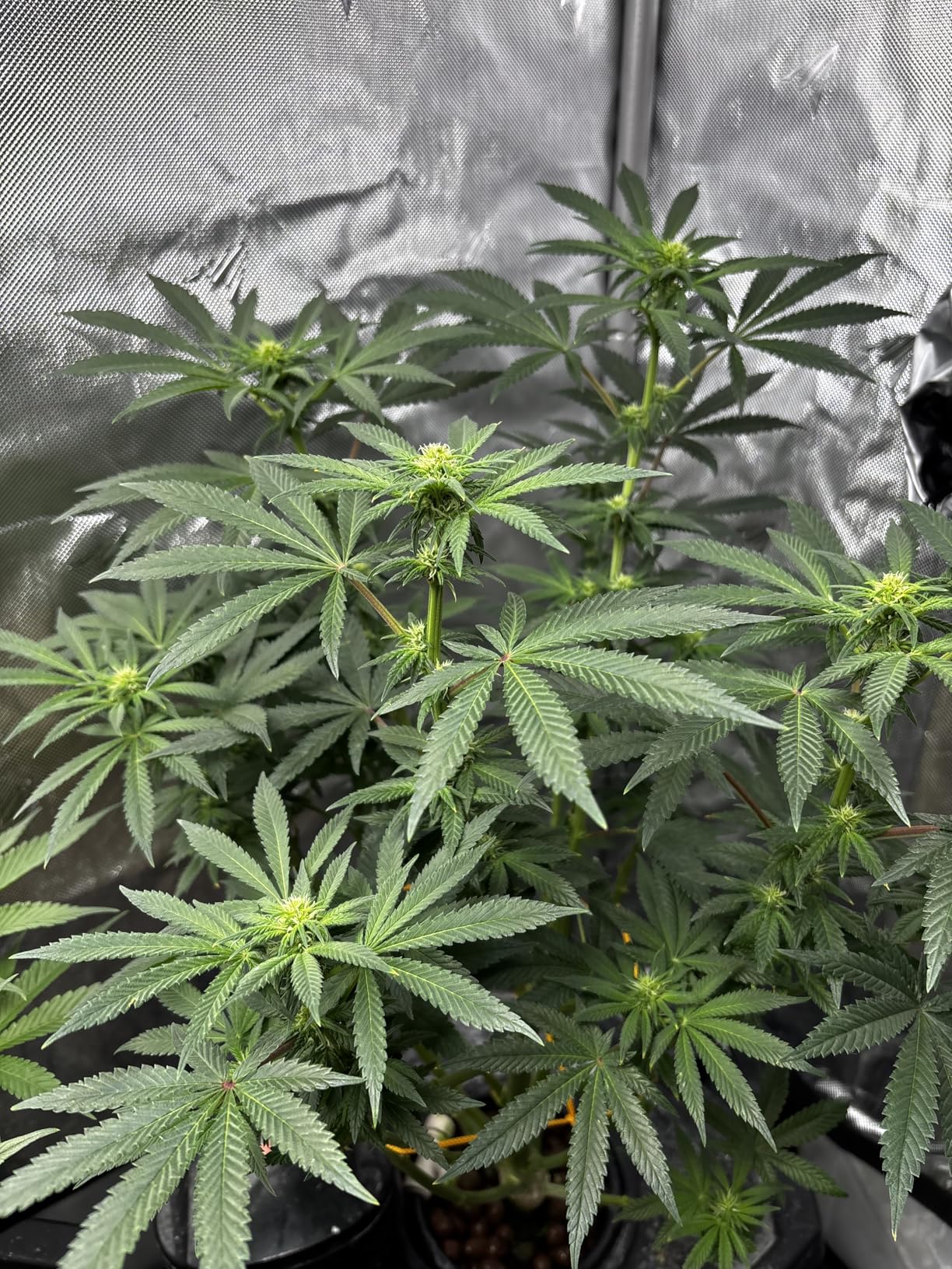 General Hydroponics Ph Control Kit customer photo 1
