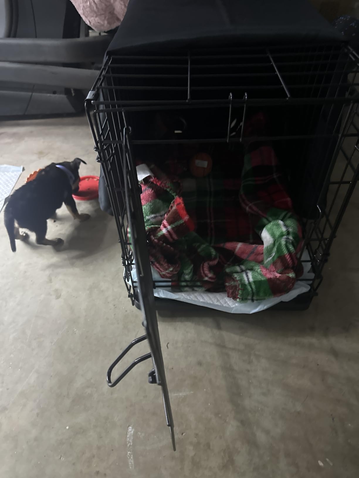MidWest Homes for Pets 48-Inch iCrate for Extra-Large Breeds, 90-110 lbs, Single Door Folding Dog Crate with Divider Panel, Leak-Proof Tray & Secure Latches, Portable, Durable & Easy to Assemble customer photo 2