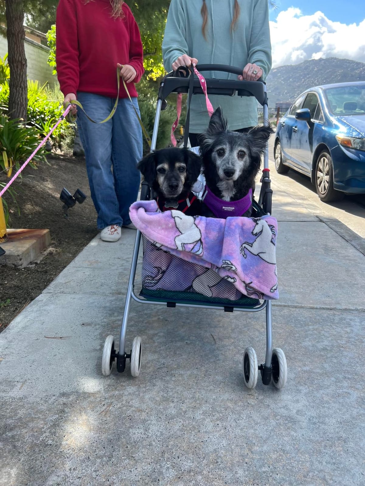 BestPet Foldable Pet Stroller for Small/Medium Dogs and Cats Up to 33 lbs | 4-Wheel Stroller Pet Strolling Cart w/ Breathable Mesh, Lockable Rear Wheels, Cup Holder/Tray & Storage Box, Red customer photo 1