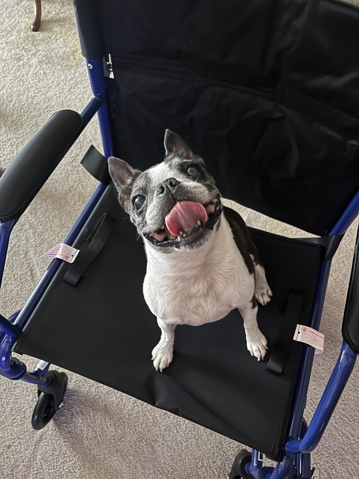 Medline Ultra Lightweight Transport Wheelchair for Adults, Foldable, 19-Inch Seat Width, Blue Frame, Black Upholstery customer photo 2