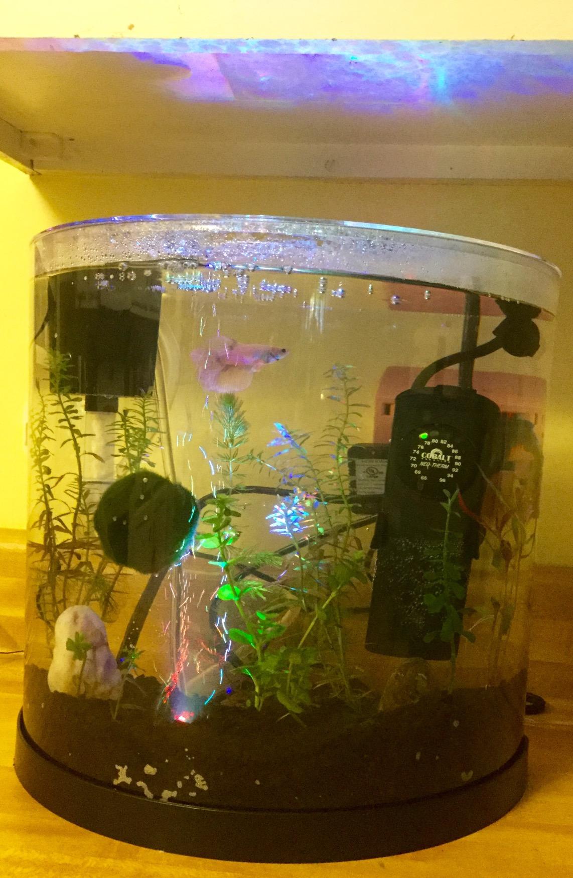 Tetra ColorFusion Starter 3 Gallon Fish Tank Kit for Small Freshwater Fish | Aquarium Kit Includes Bubbling Color-Change LED Air Stone, 3 Gallon Acrylic Tank, Filter & Cartridge, Air Pump, Tubing, Valve customer photo 1