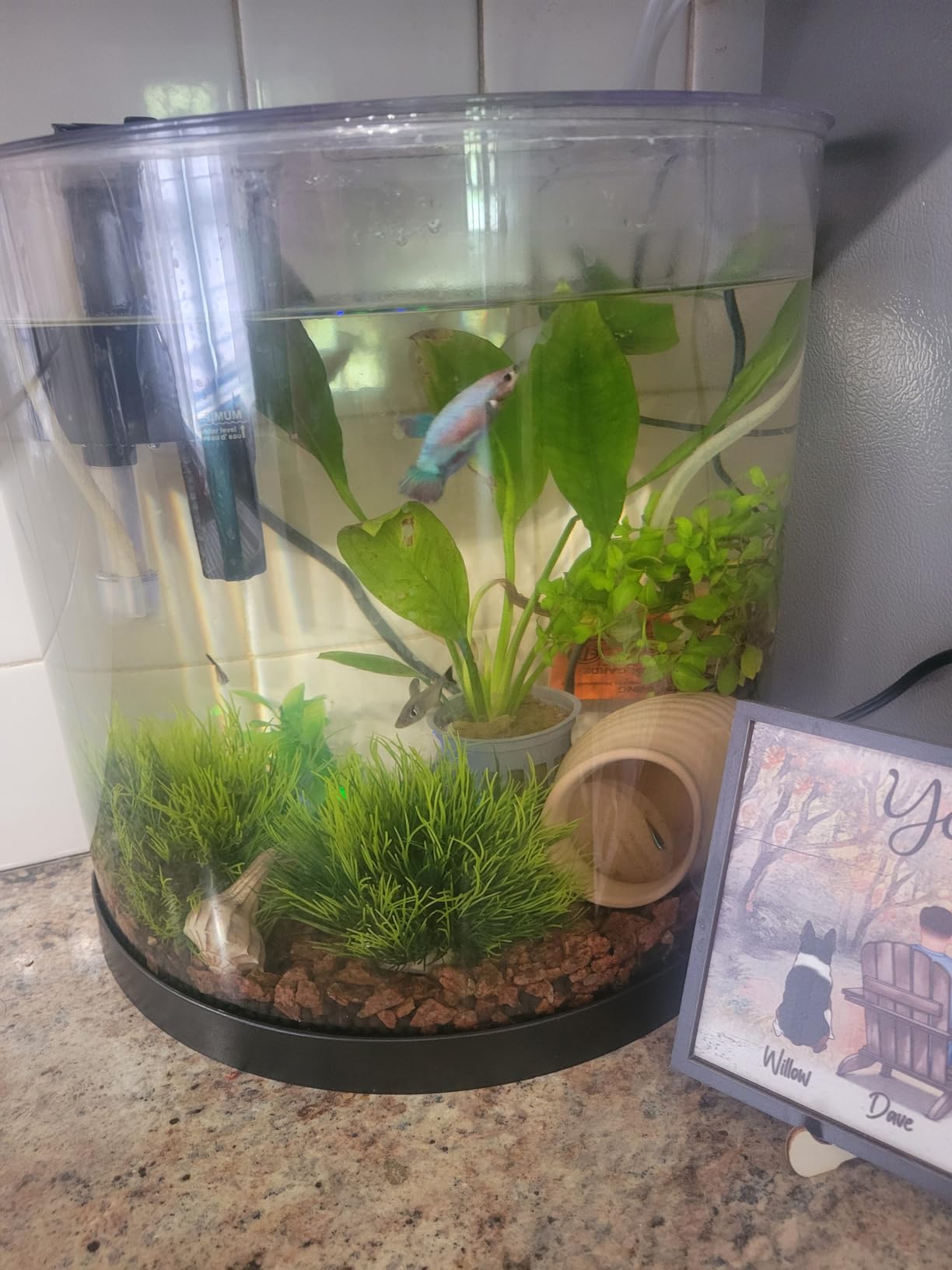 Tetra ColorFusion Starter 3 Gallon Fish Tank Kit for Small Freshwater Fish | Aquarium Kit Includes Bubbling Color-Change LED Air Stone, 3 Gallon Acrylic Tank, Filter & Cartridge, Air Pump, Tubing, Valve customer photo 2