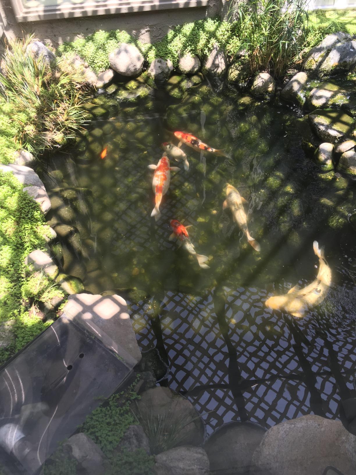Pond Boss Waterfall Pump, 2300 GPH customer photo 1