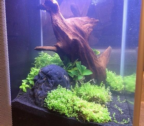 Fluval SPEC Aquarium Kit, 5-Gallon | Aquarium with LED Lighting and 3-Stage Filtration System customer photo 1