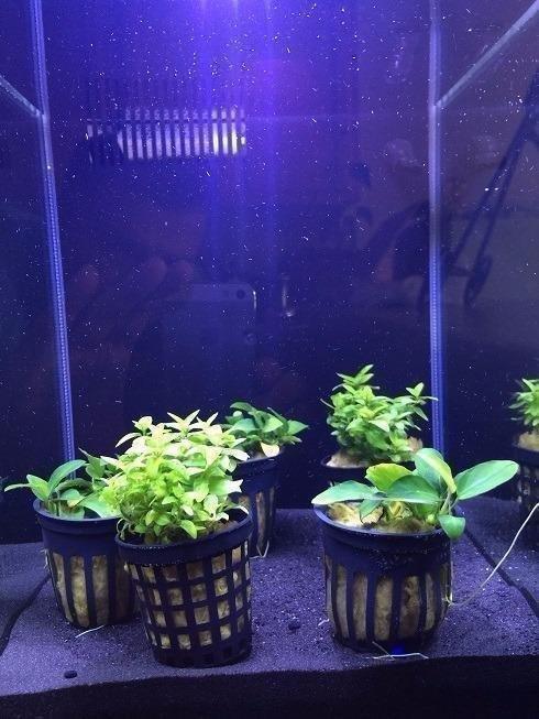 Fluval SPEC Aquarium Kit, 5-Gallon | Aquarium with LED Lighting and 3-Stage Filtration System customer photo 2