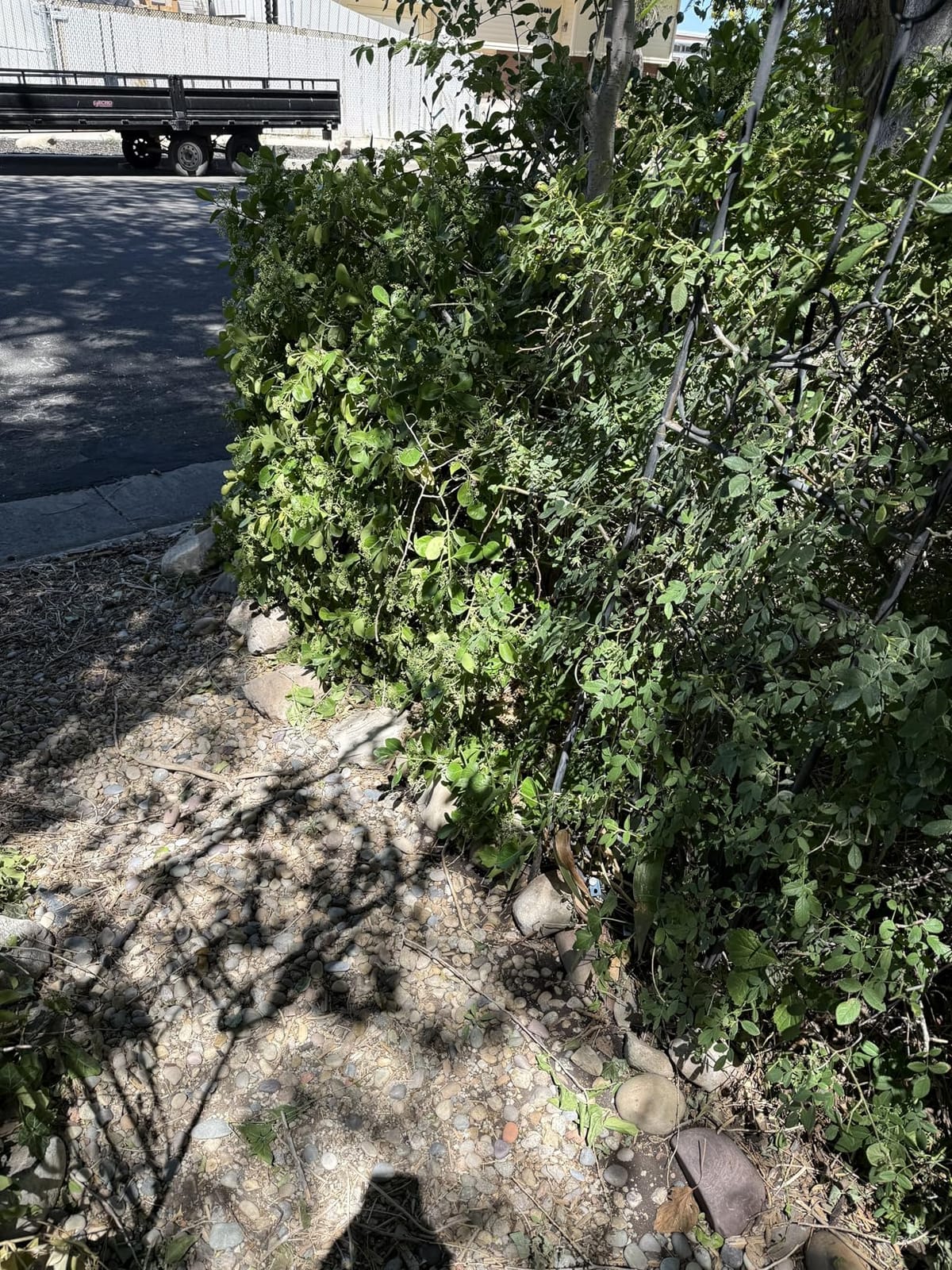 BLACK+DECKER Electric Hedge Trimmer, 17-Inch Corded 3.2 Amp, Dual Action, Reduced Vibration, Cleaner Cut, Lightweight, 3800 Cuts per Min (BEHT150) customer photo 2