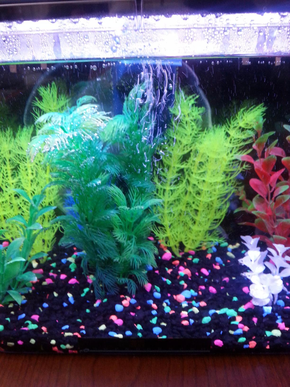 Koller Products 5-Gallon Aquarium Kit with LED Lighting and Power Filter, Ideal for a Variety of Tropical Fish customer photo 2