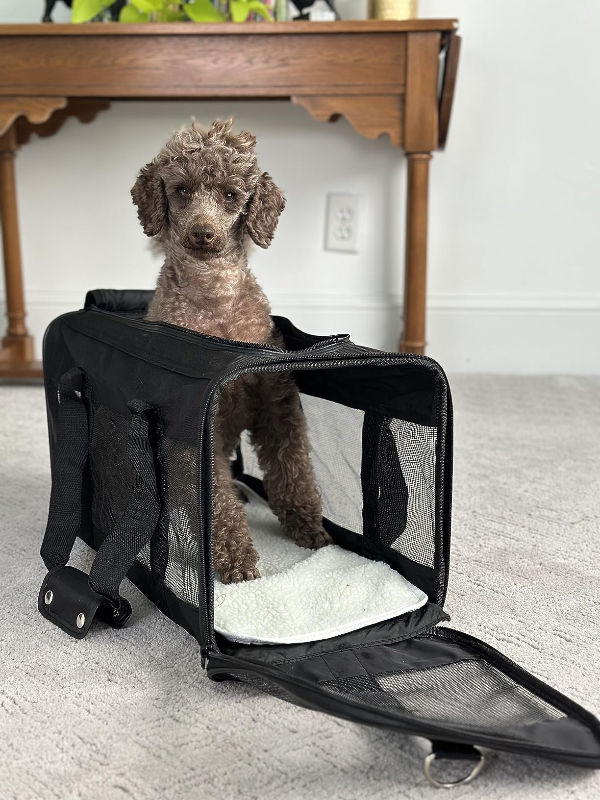 Amazon Basics Airline Approved Soft-Sided Mesh Pet Travel Carrier with Shoulder Strap, Removable Washable Fleece Pad, Top Opening, Ventilation for Dog, Cat, up to 22 pounds, 19.7Lx12Wx12H in., Black customer photo 2