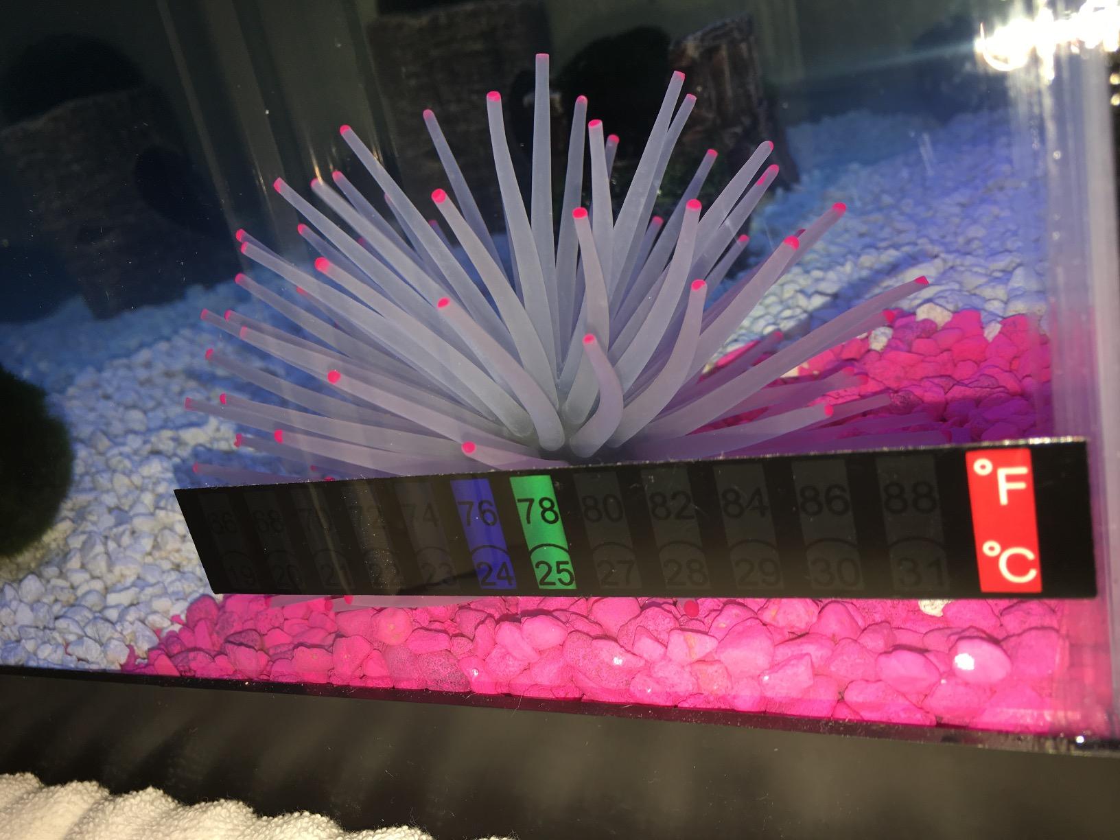 Tetra ColorFusion Aquarium 20 Gallon Fish Tank Kit, Includes LED Lighting and Decor customer photo 1
