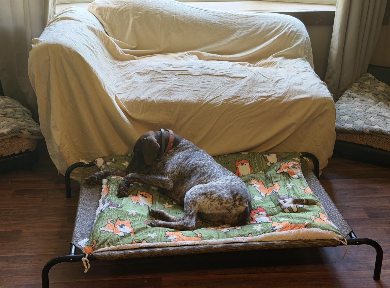 Coolaroo Original Elevated Dog Bed - Breathable Off-The-Ground Pet Bed with Cooling Fabric, Joint Relief & Moisture-Resistant Fabric, 100% Recyclable, Easy Clean, Gray, Extra Large customer photo 1