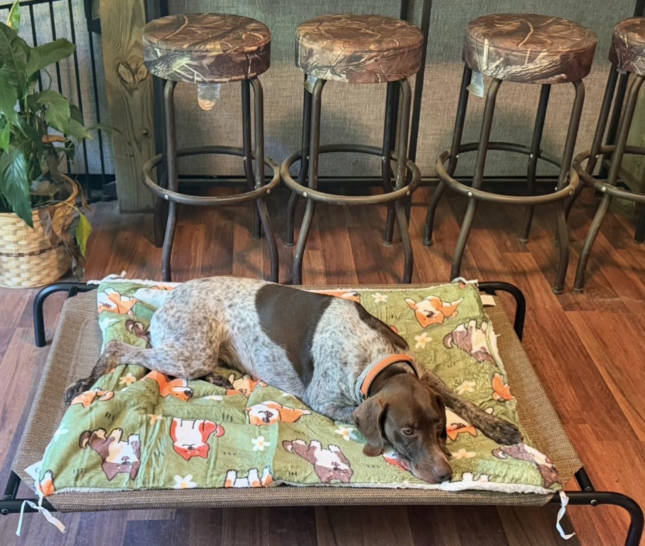 Coolaroo Original Elevated Dog Bed - Breathable Off-The-Ground Pet Bed with Cooling Fabric, Joint Relief & Moisture-Resistant Fabric, 100% Recyclable, Easy Clean, Gray, Extra Large customer photo 2