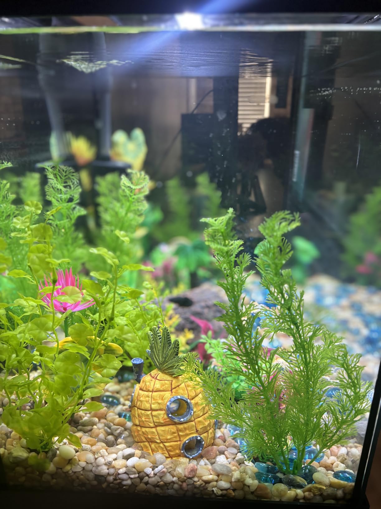 Marina 5 Gallon (19 L) LED Aquarium Kit | Ideal for Beginner Aquarists and New Fish-Keepers customer photo 1