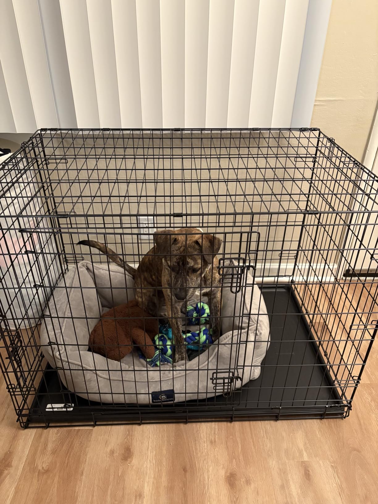 Midwest Homes for Pets 48-Inch New World Crate for Extra-Large Breeds, 90-110 lbs, Double Door Folding Dog Crate, Leak-Proof Tray & Secure Latches, Portable, Durable & Easy to Assemble customer photo 2