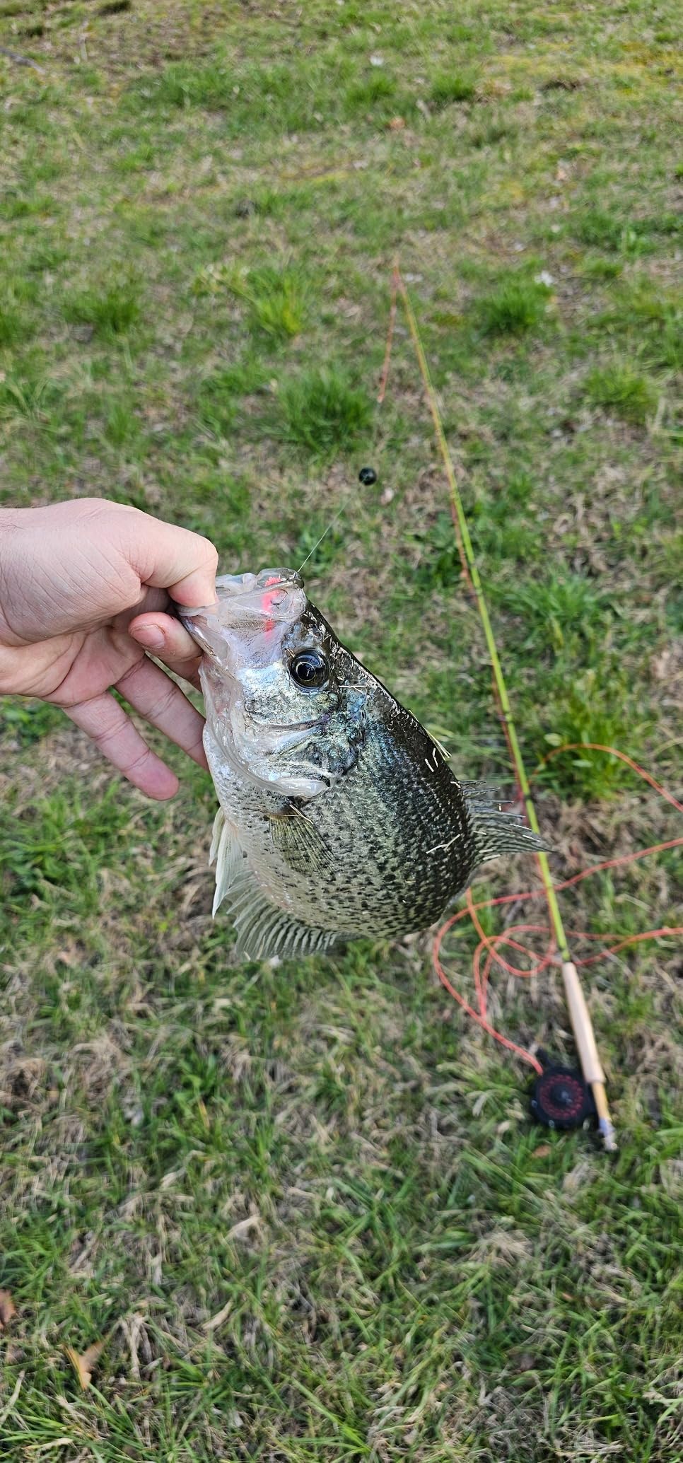 Maxcatch Ultra-Lite Fly Rod for Stream River Panfish/Trout Fishing 1/2/3 Weight and Combo Set Available customer photo 1