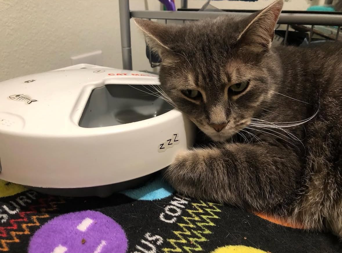 Cat Mate C300 Automatic Digital Pet Feeder for Dogs and Cats BPA and BHT Free with Ice Pack customer photo 2