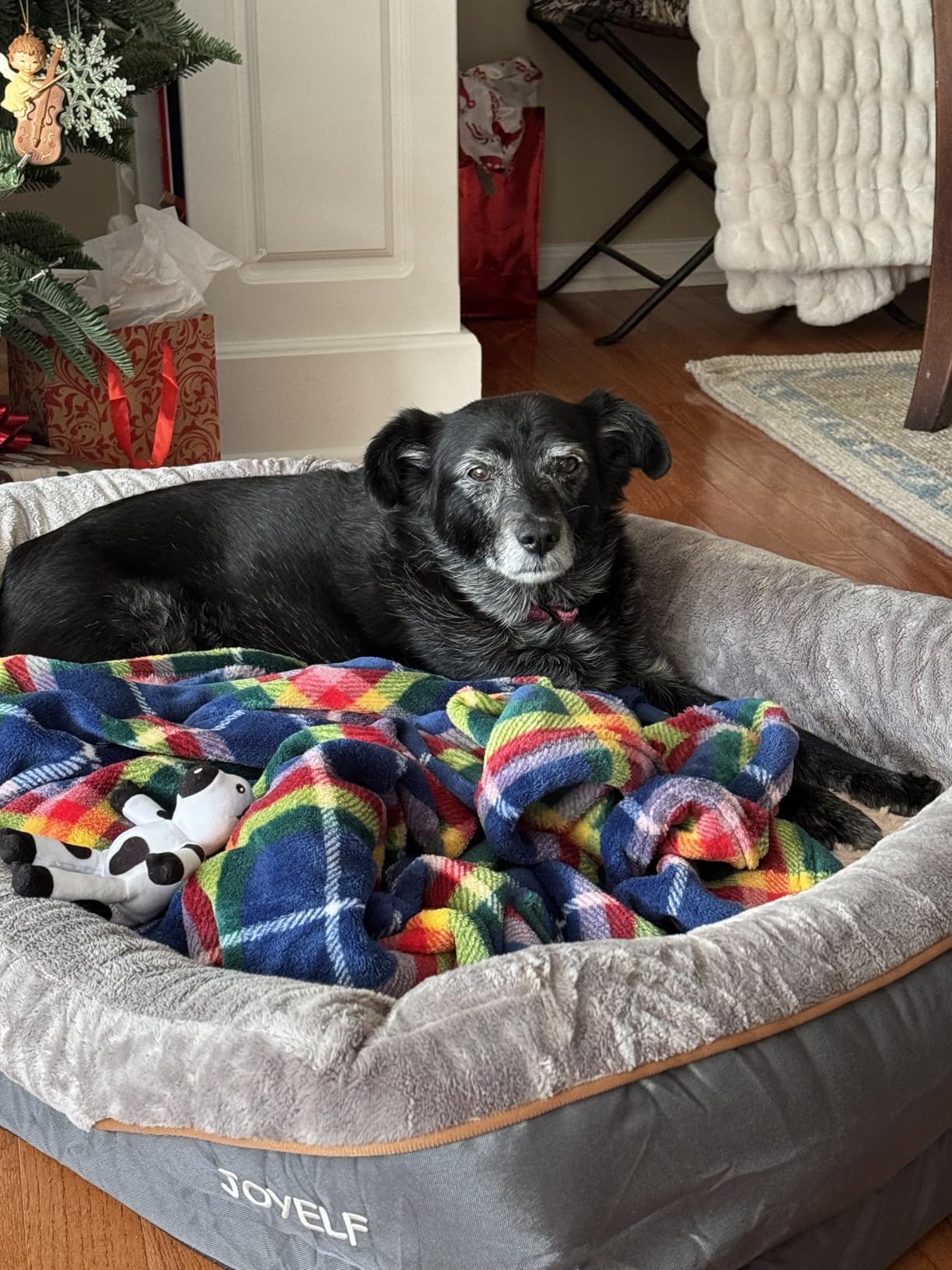 JOYELF Large Memory Foam Dog Bed, Orthopedic Dog Bed & Sofa with Removable Washable Cover and Squeaker Toy as Gift customer photo 1