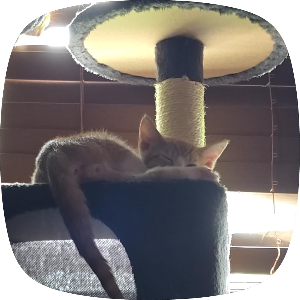 Yaheetech 54in Cat Tree Tower, 2 Caves, Kitten-Ear Perch & Scratching Posts | Multi-level layout, climbing ladder, easy assembly, high pet appeal, total load 66lbs for all indoor cats, dark gray customer photo 2