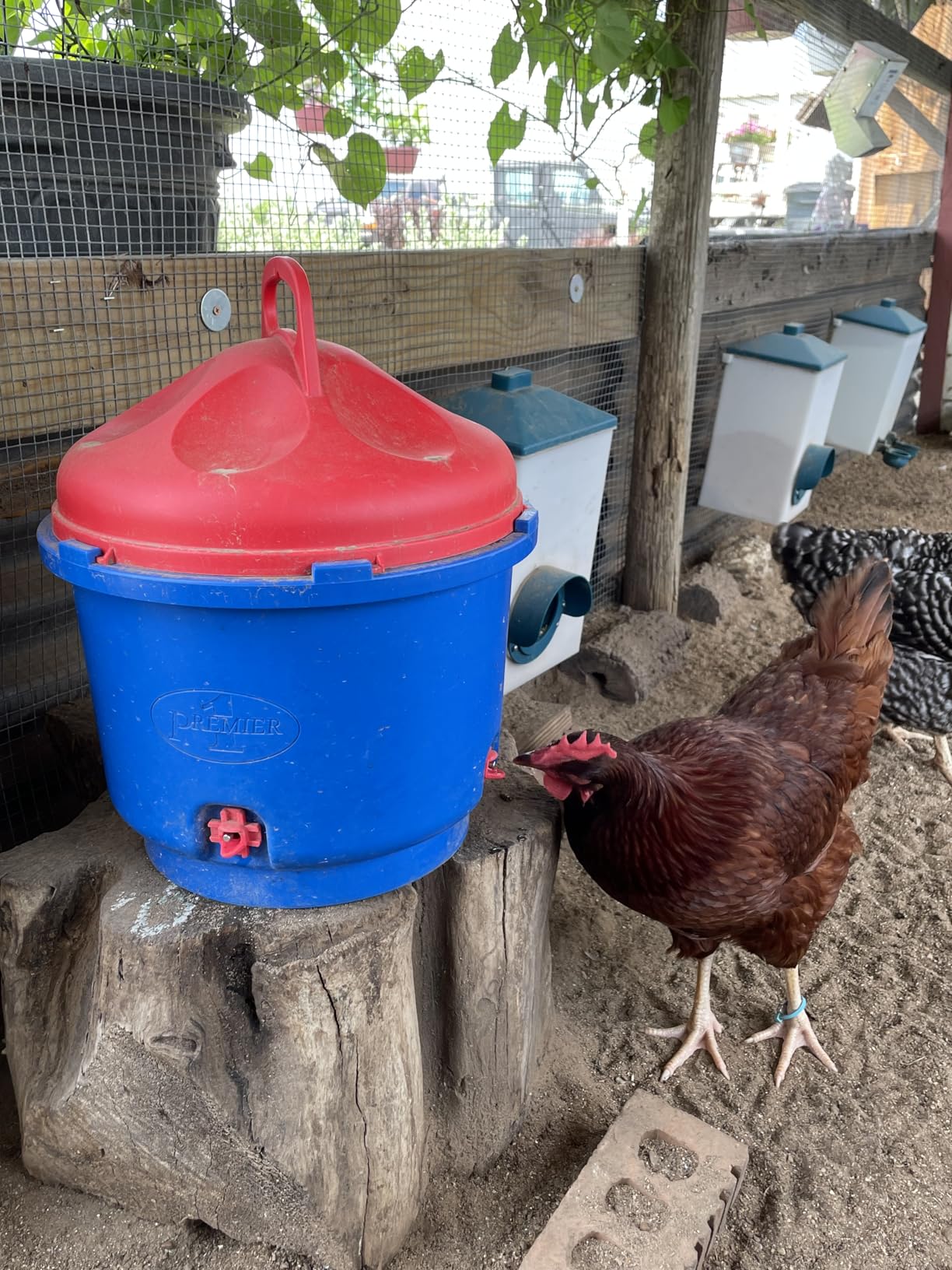Premier 1 All-Season Heated Poultry Waterer for Chickens & Ducks - 3 Gallon, 100W thermostat keeps water unfrozen to -20°F customer photo 1