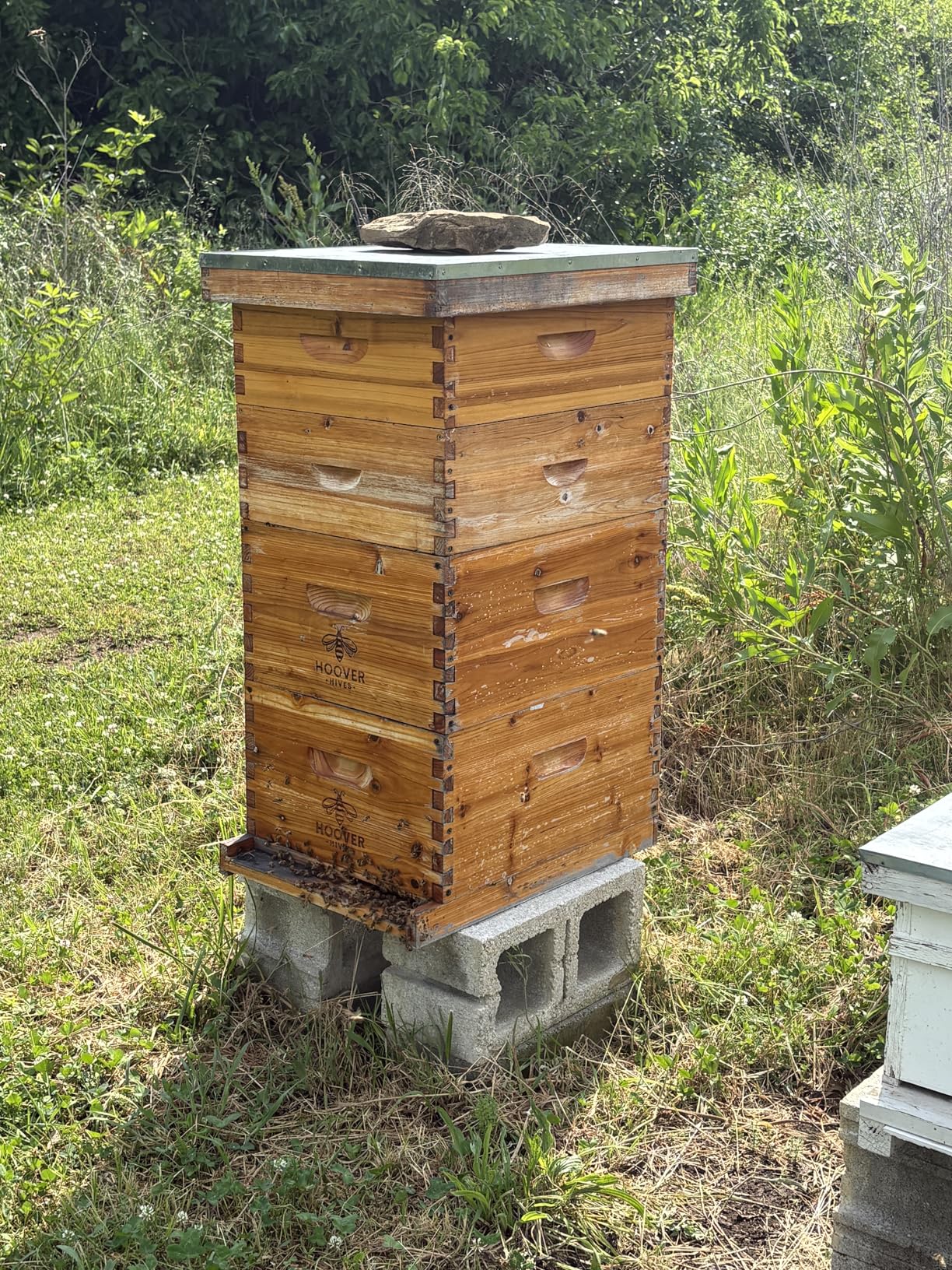 The Original Beeswax Coated Beehive Kit. Includes 2 Deep & 1 Medium Boxes with 10 Wooden Frames & Heavy Wax Coated Foundations. Easy Assembly with Predrilled Holes & Screws (Unassembled) customer photo 2