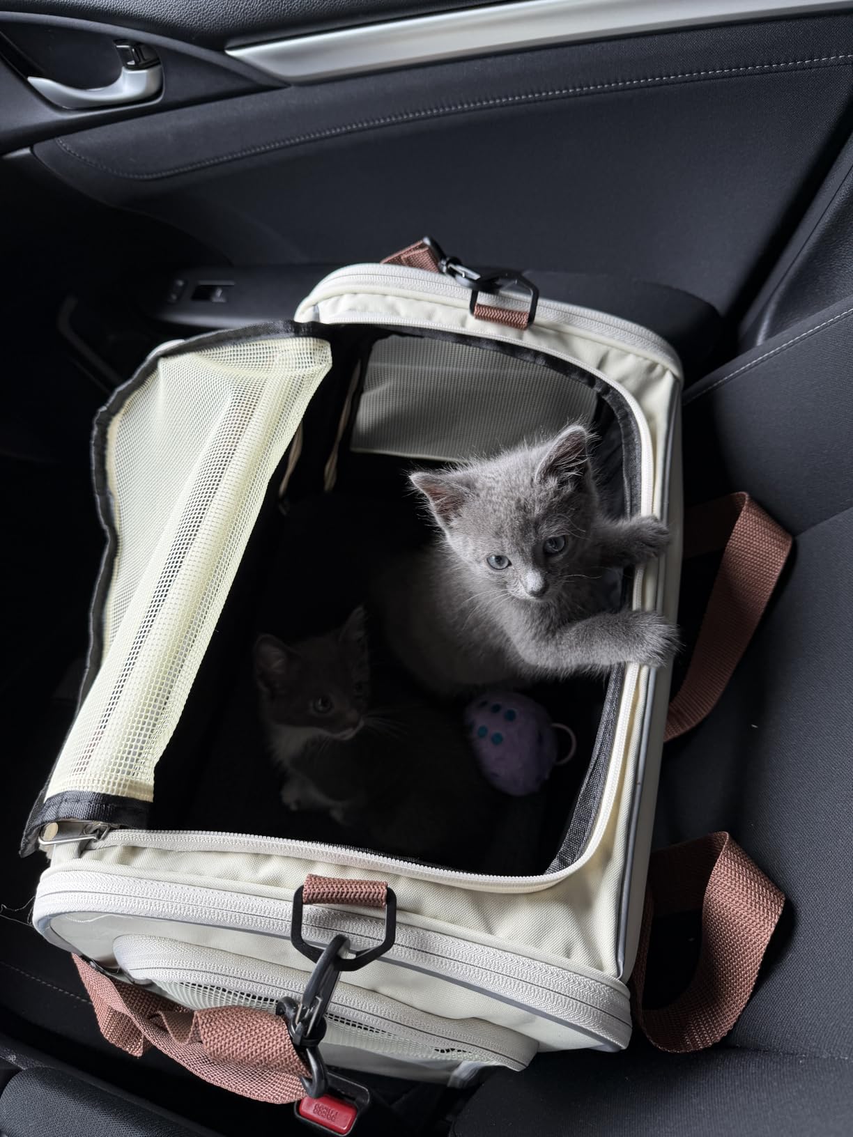 Morpilot Cat Carrier Soft for Large Medium Cats and Puppy up to 20lbs | with Dual-Sided Cushion, Secure Buckle and Foldable Bowl, Dog Carriers for Small Dogs - Pet Carrier (Dark Gray) customer photo 1