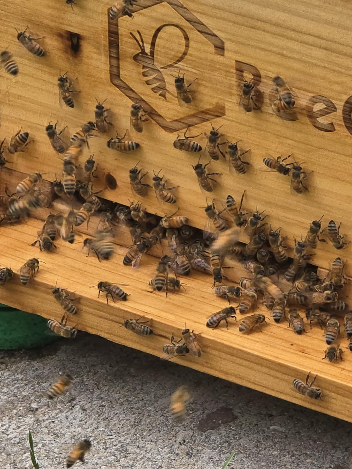 BeeCastle 8 Frame Langstroth Bee Hive Coated with Beeswax Includes Beehive Frames and Waxed Foundations (1 Deep Box & 1 Medium Box) customer photo 1