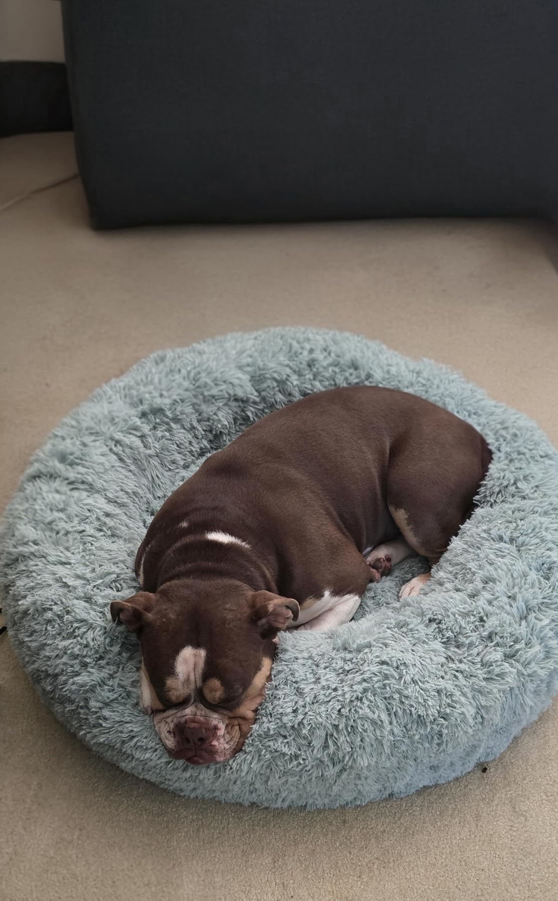 Bedsure Calming Dog Bed Medium Size Dog Donut Washable Pet Bed,30ins Camel | Oprah Daily Sleep Award,Fluffy Faux Fur Round Cuddler,Anti-Slip Bottom,Anti-Anxiety,Deep Sleep for Pets Up to 45 Lbs customer photo 1