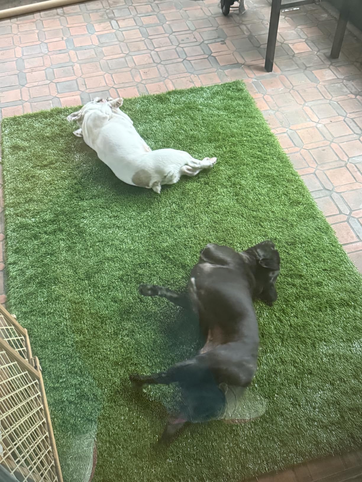 Premium Artificial Grass 4' x 6' Outdoor Rug, 1.38