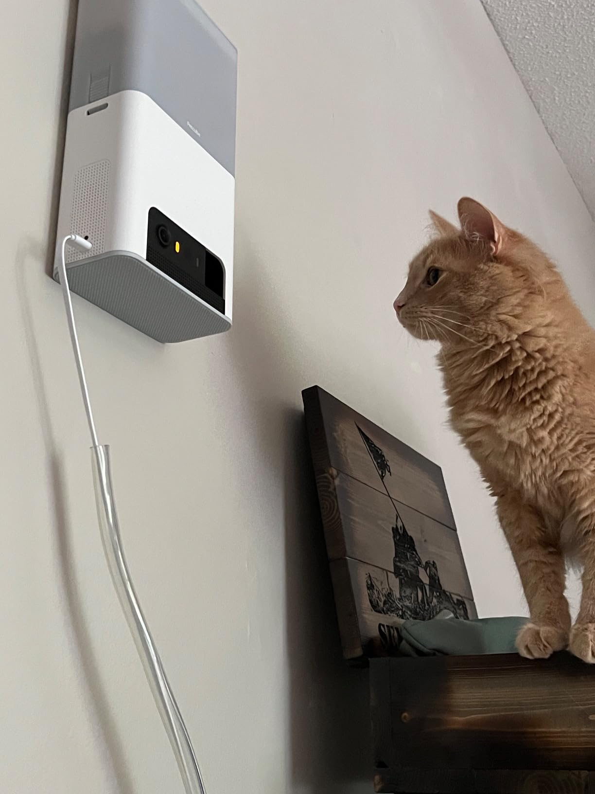 Petcube Bites 2 Lite - WiFi Pet Camera with Treat Dispenser & App | Remote treat dispenser for cats & dogs, 1080p HD video, night vision, 2-way audio, sound & motion alerts customer photo 1