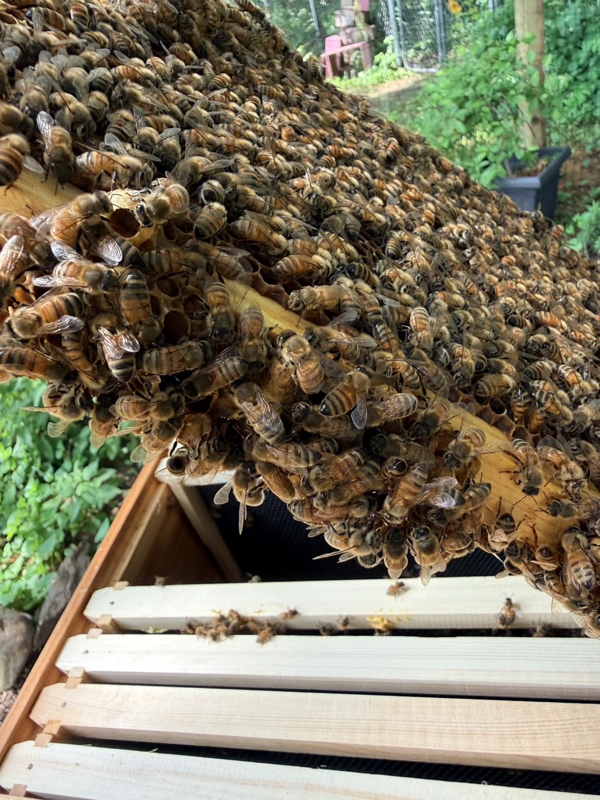BeeCastle 10 Frame Langstroth Bee Hive Coated with Beeswax Includes Beehive Frames and Waxed Foundations (2 Deep Boxes & 1 Medium Box) customer photo 2