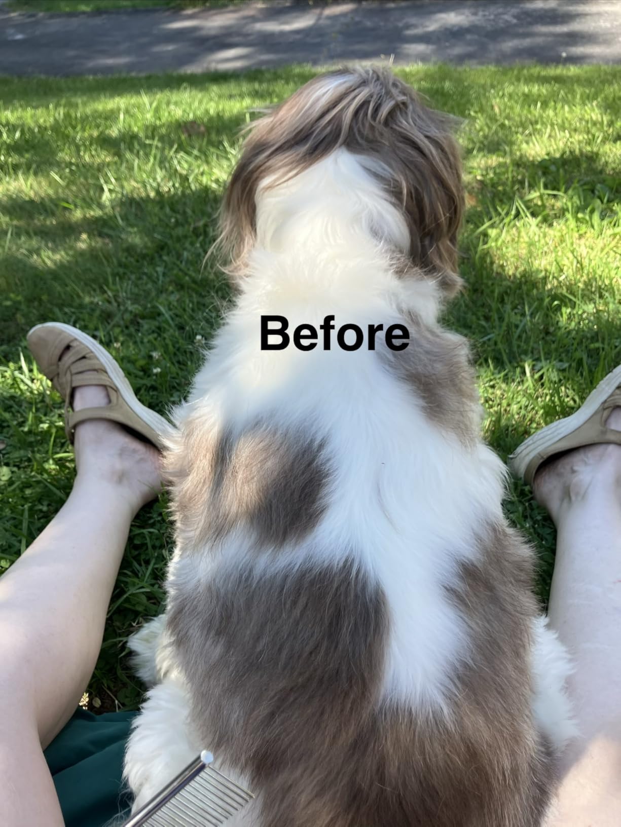 oneisall Dog Clippers and Paw Trimmer Kit for Small Large Dogs Cats | Low Noise, Powerful Motor, Cordless & Long Battery Life, Simple for Beginners, 6 Guide Combs, Removable & Rinsable Blade customer photo 2