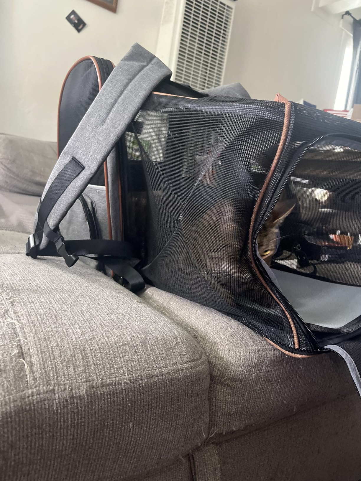Cat Carrier Backpack, Expandable Pet Carrier with Sun Shade & Full Front Opening, Breathable Mesh Backpack for Small Dogs & Medium Cats Up to 18 Lbs, Foldable for Hiking, Camping (Grey) customer photo 1
