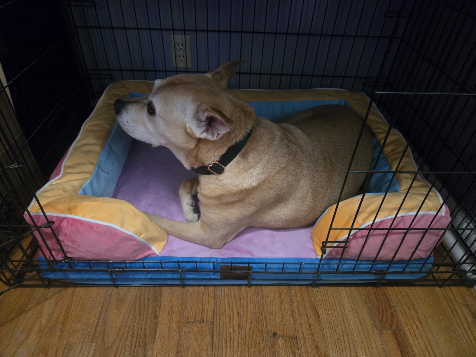 Comfort Expression Waterproof Orthopedic Dog Bed for Extra Large Dogs | Supportive Egg Crate Foam XL Pet Bed with Removable Bolster, Dog Couch with Washable Cover & Non-Slip Bottom, 42x30 Inch customer photo 1