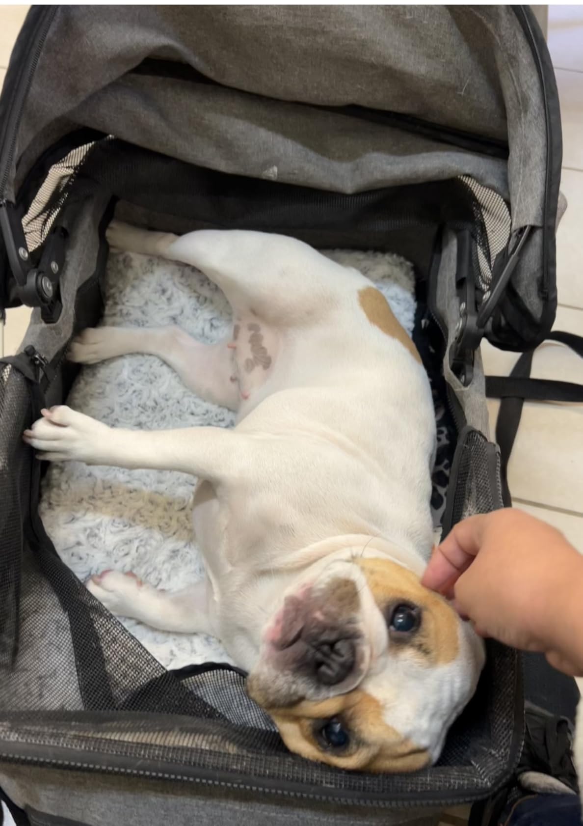BestPet 4-Wheel Foldable Pet Stroller | Grey | Lightweight & Portable | Detachable Travel Carrier with Mesh Windows, Storage Basket, Safety Brakes, and Waterproof Fabric | For Small Dogs and Cats customer photo 1