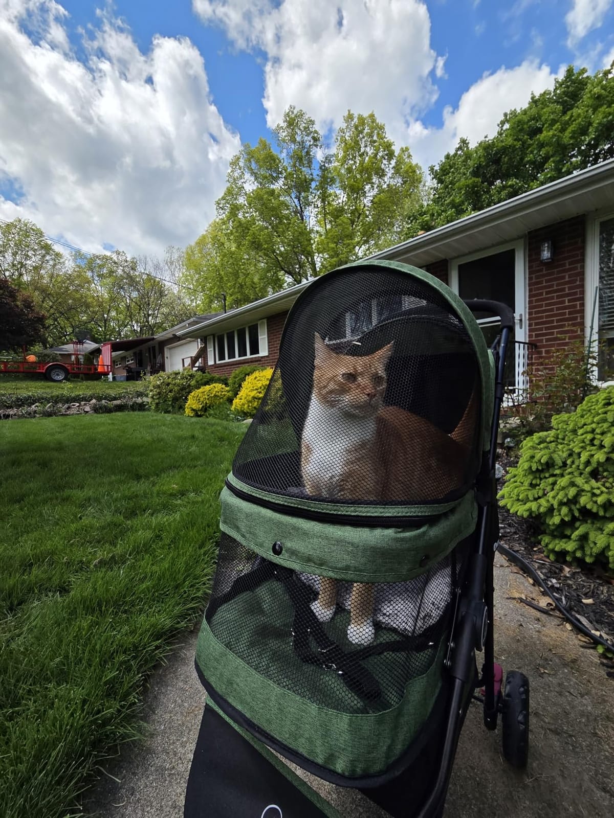 ROODO 3 Wheel Pet Stroller Best Lightweight Foldable Compact Portable Jogger All Terrain Travel Pet Gear Puppy Kitty Stroller for up to 30lbs Medium Small Dogs and Cats(Green) customer photo 1