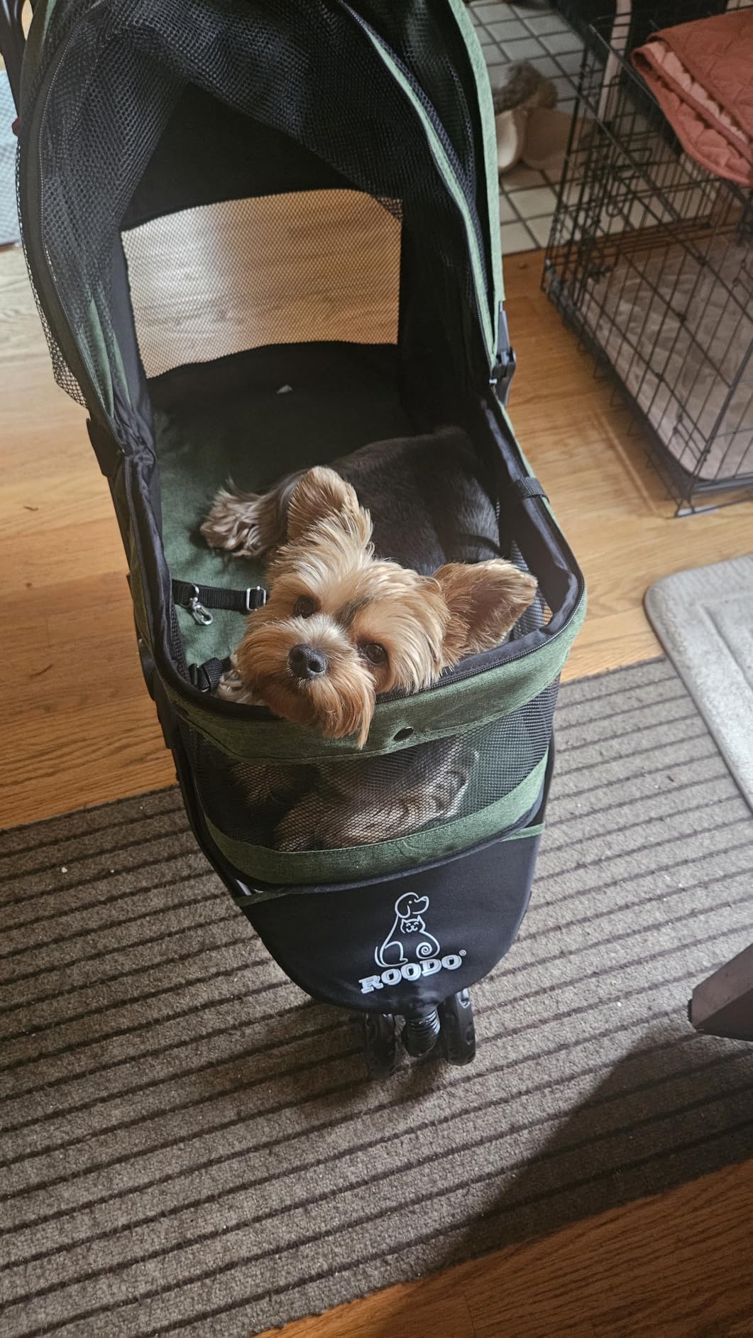 ROODO 3 Wheel Pet Stroller Best Lightweight Foldable Compact Portable Jogger All Terrain Travel Pet Gear Puppy Kitty Stroller for up to 30lbs Medium Small Dogs and Cats(Green) customer photo 2