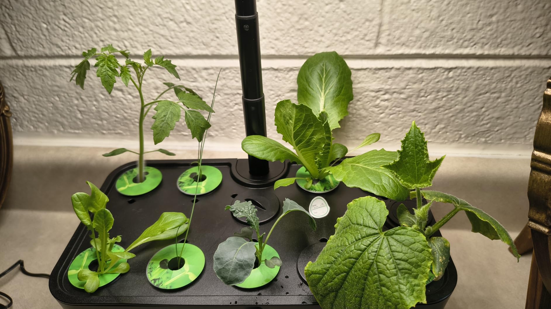 Ahopegarden Indoor Garden Hydroponics Growing System: 10 Pods Plant Germination Kit Herb Vegetable Growth Lamp Countertop with LED Grow Light - Hydrophonic Planter Grower Harvest Lettuce customer photo 1