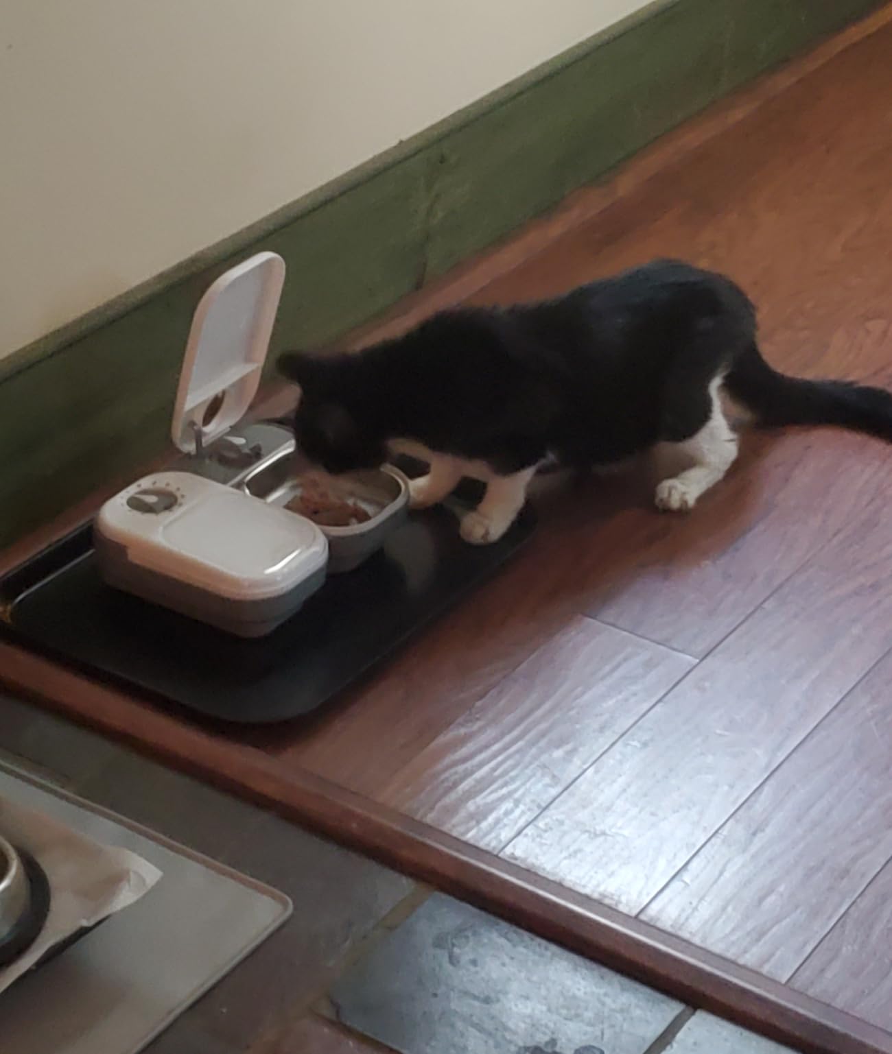 Closer Pets C100 1-Meal Automatic Pet Feeder for Dry & Wet Food, White customer photo 1