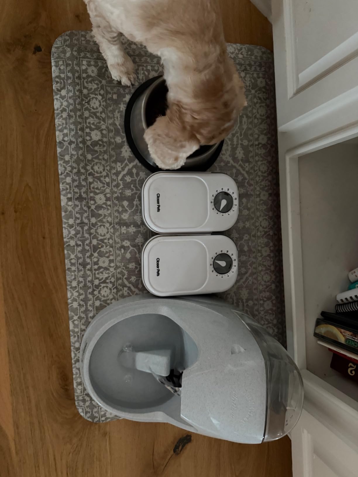 Closer Pets C100 1-Meal Automatic Pet Feeder for Dry & Wet Food, White customer photo 2