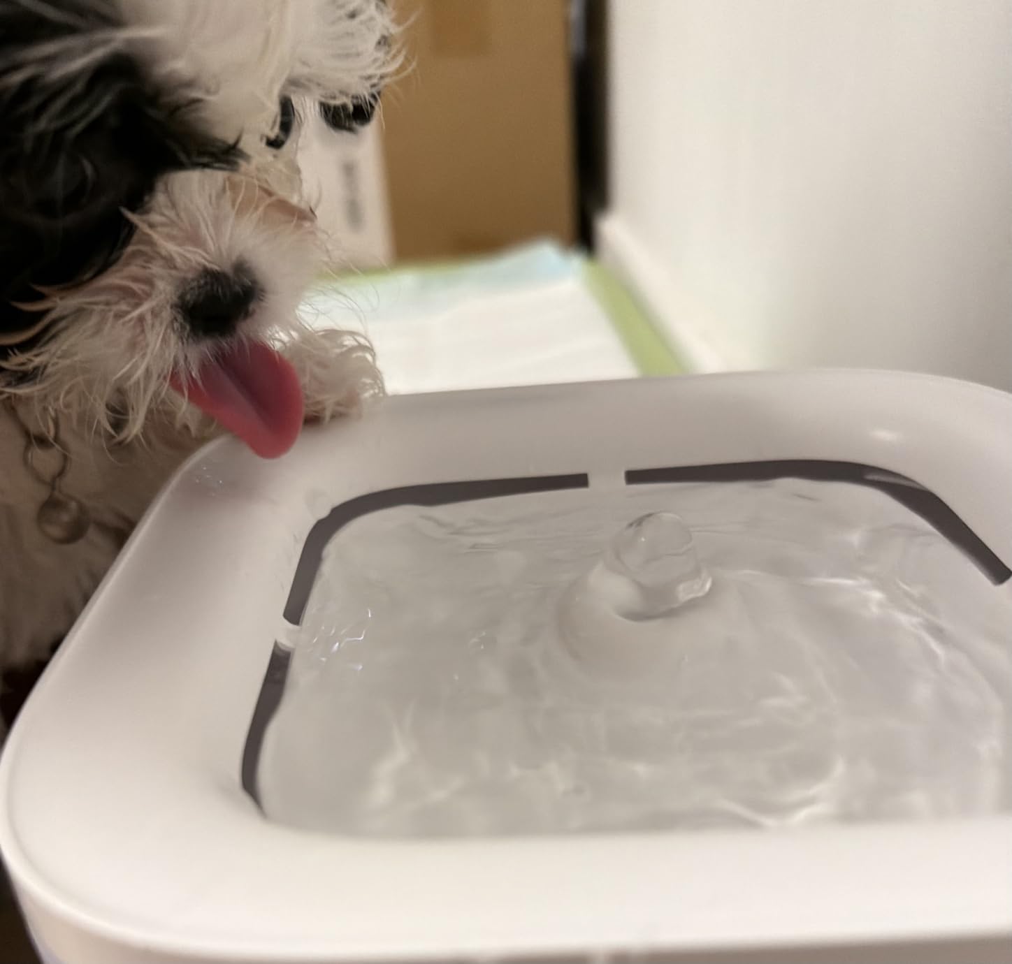 PETKIT Eversweet Solo SE Cat Water Fountain 65oz/1.85L Wireless Pump | Ultra Quiet Pet Water Fountain for Cats and Dogs Inside, Detachable Design Easy to Clean and Assemble, Filters Included customer photo 1