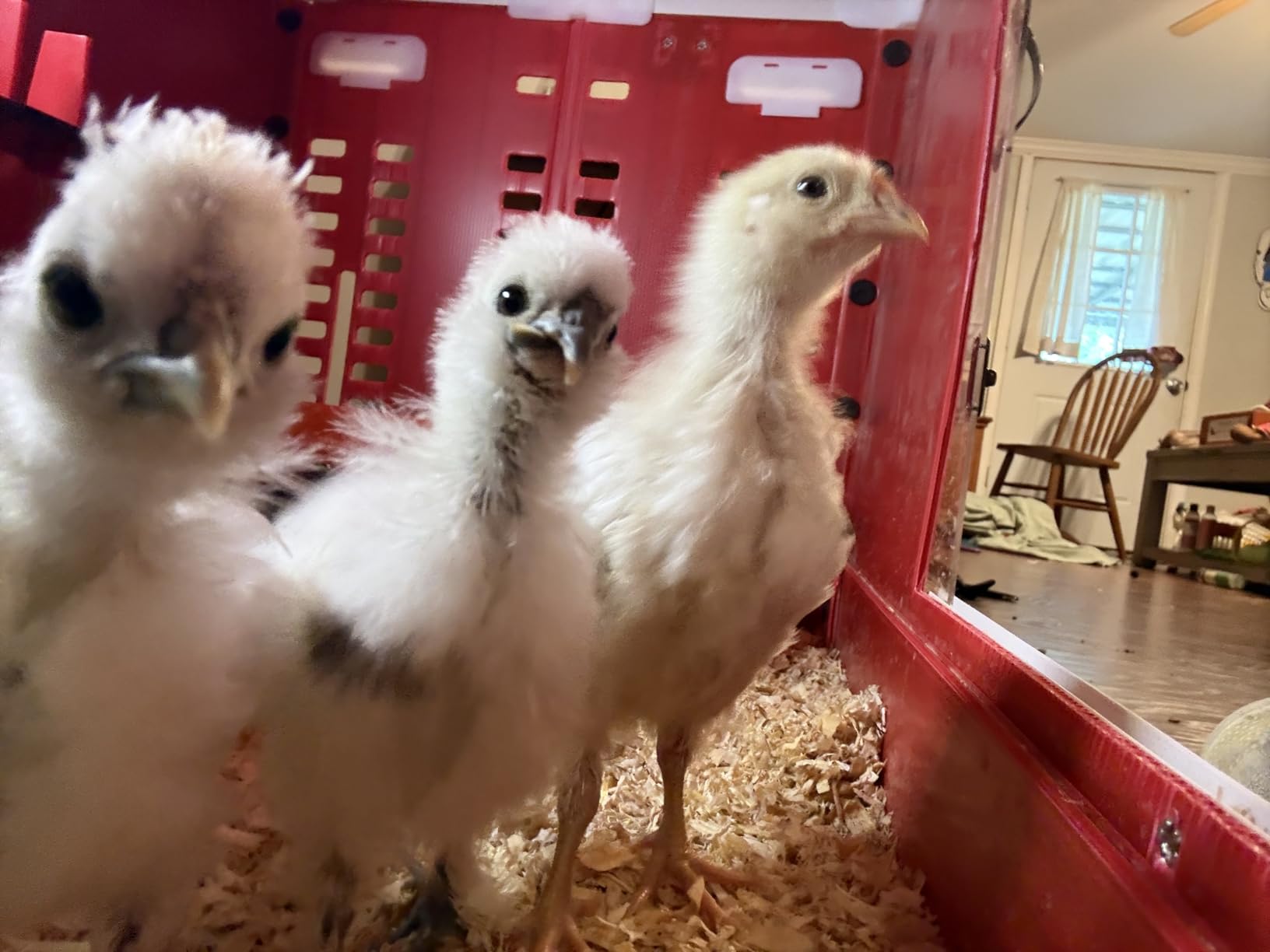 RentACoop Little Red Barn Chick Brooder customer photo 1