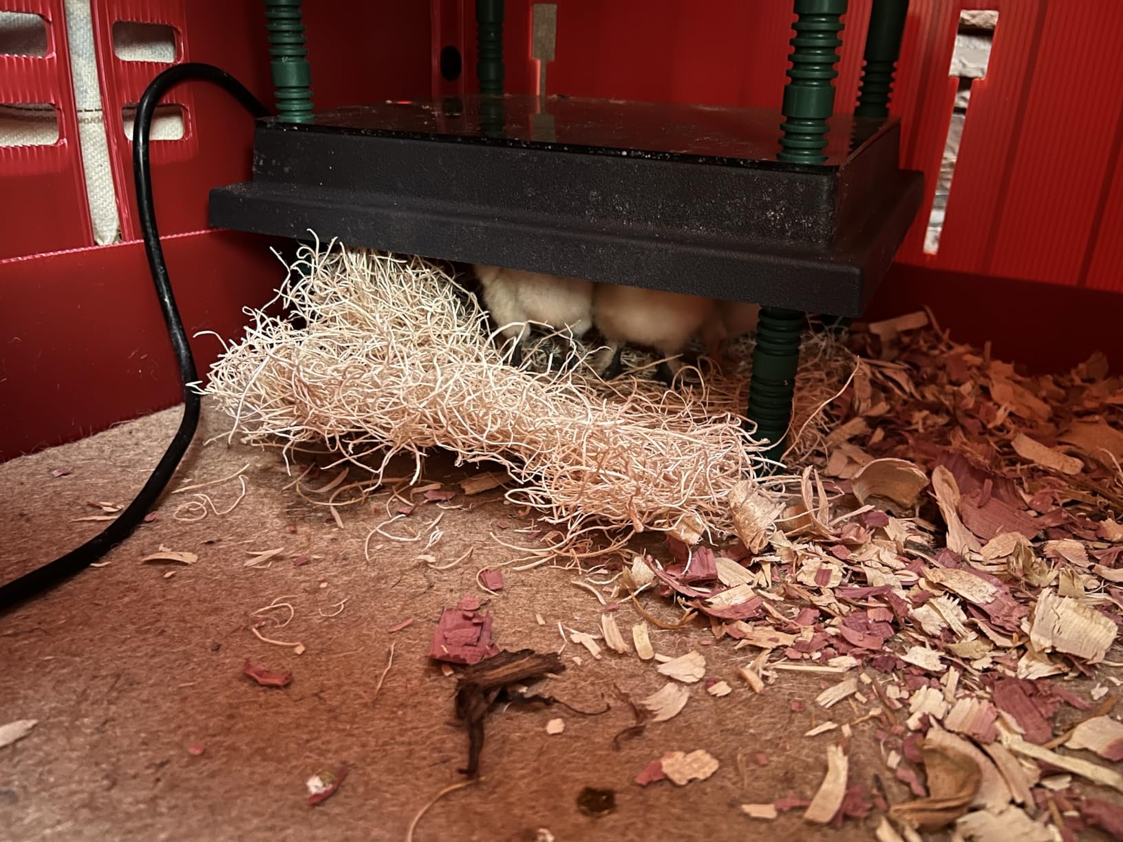 RentACoop Little Red Barn Chick Brooder customer photo 2