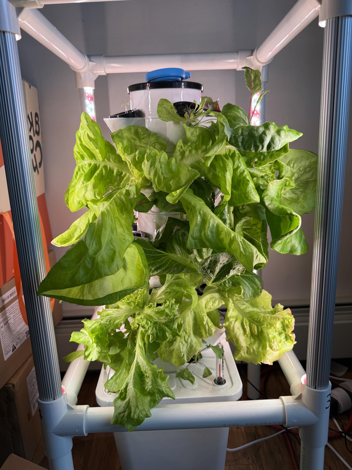 SJZX Hydroponics Growing System, Hydroponic Tower with Full-Spectrum Grow Lights, 5/14 Tiers Indoor Outdoor Garden Planter, Vertical Home Gardening Germination Kits for Vegetables, Fruits, Herb (5L6H) customer photo 1