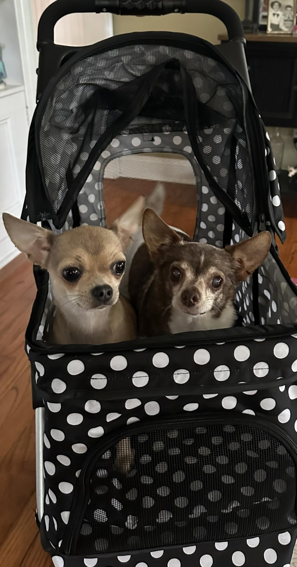MoNiBloom Pet Stroller for Small/Medium Dogs and Cats up to 33 lbs, Black | Foldable Dog Stroller 3 Wheels Pet Strolling Cart w/ Storage Basket Cup Holder, Breathable and Visible Mesh for All-Season customer photo 1