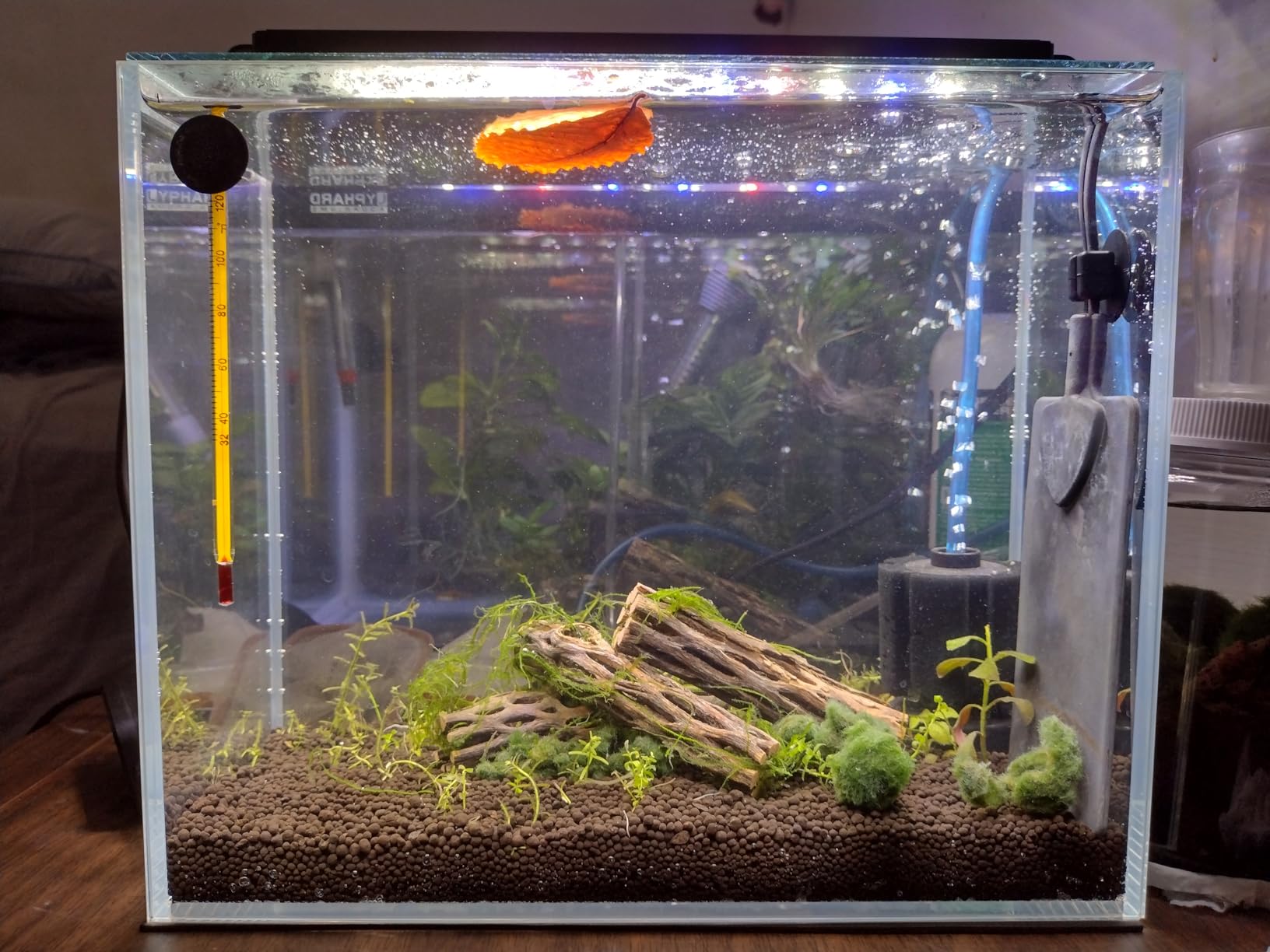 LYPHARD AQUARIUMS 9.5 Gallon Rimless Aquarium, Ultra Clear Glass Low Iron Small Fish Tank for Betta, L15.7×W11.8×H11.8 Inches Thickness 5mm with EVA Foam Mat Included customer photo 2
