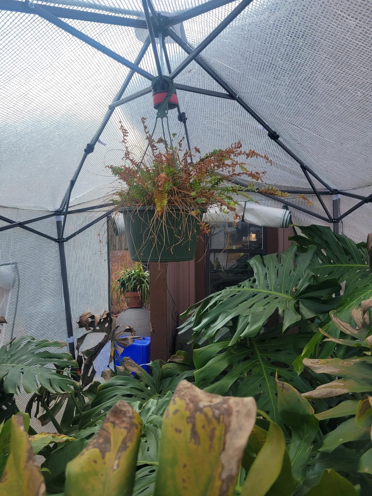 EAGLE PEAK 6x4 Easy Setup Small Pop Up Greenhouse, Clear/White | Small Greenhouses for Outdoors & Indoors, Green House for Winter Protection, Roll-Up Door & Mesh Windows, One Person Setup customer photo 1