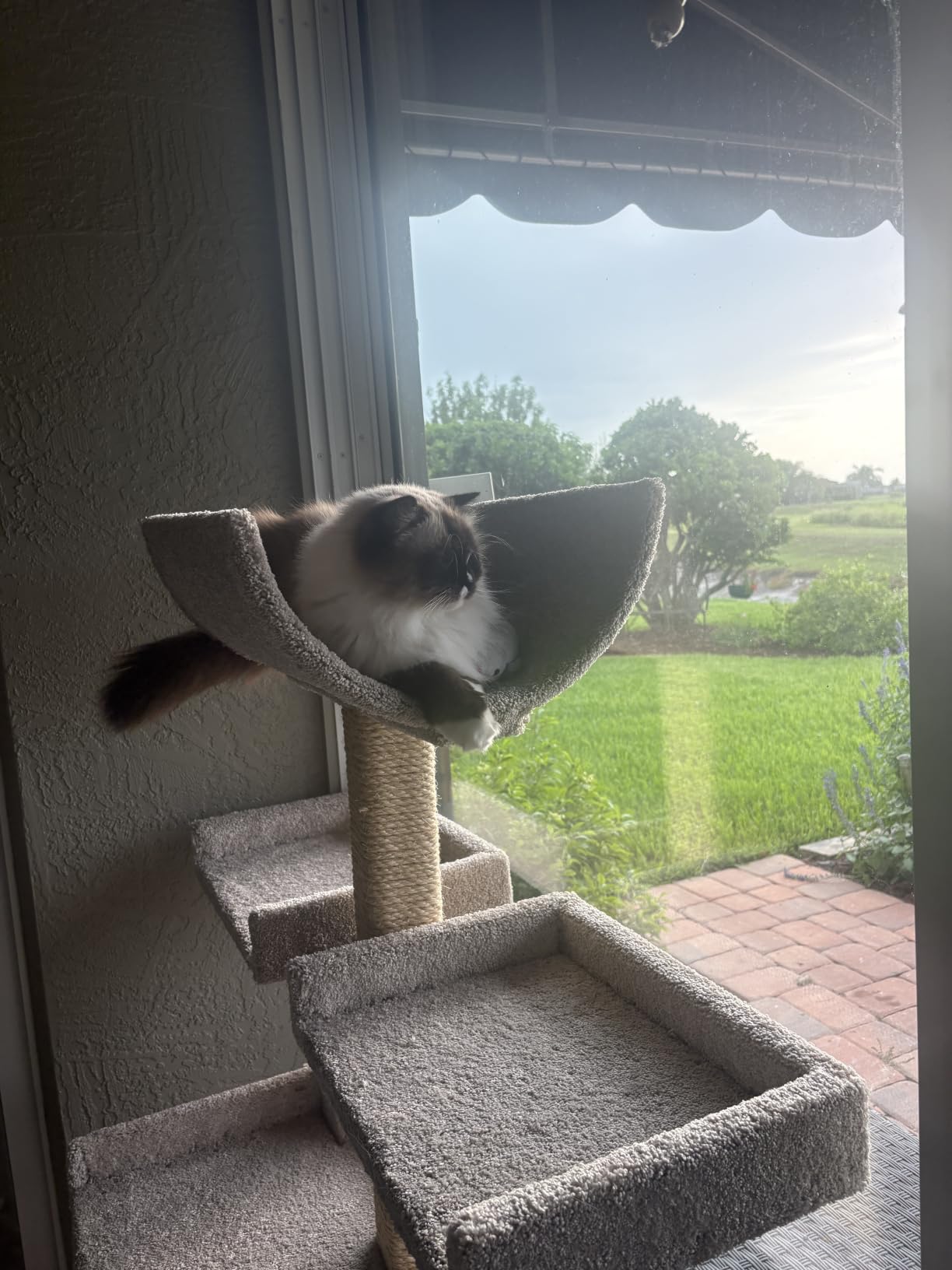 Prestige Cat Trees Extra Large Cat Tree Tower for Big Cats customer photo 1