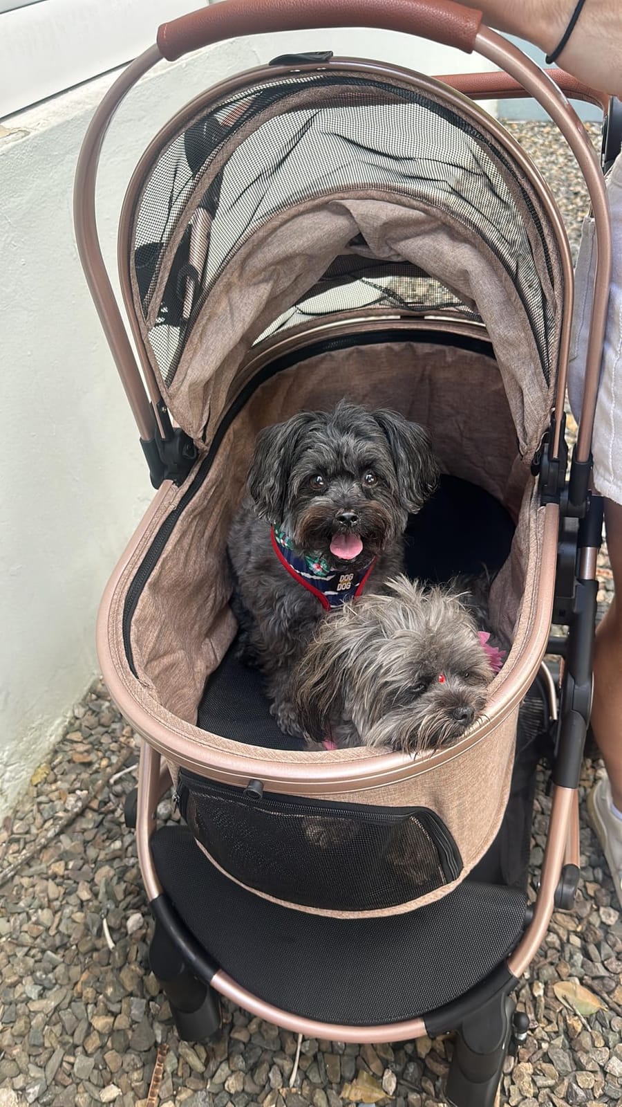 Bicystar Dog Stroller with Detachable Carrier, Rubber Wheels, 50 lbs, Grey | 3-in-1 stroller and car seat, real solid rubber wheels, fits 2 small or 1 medium pet, foldable frame customer photo 2