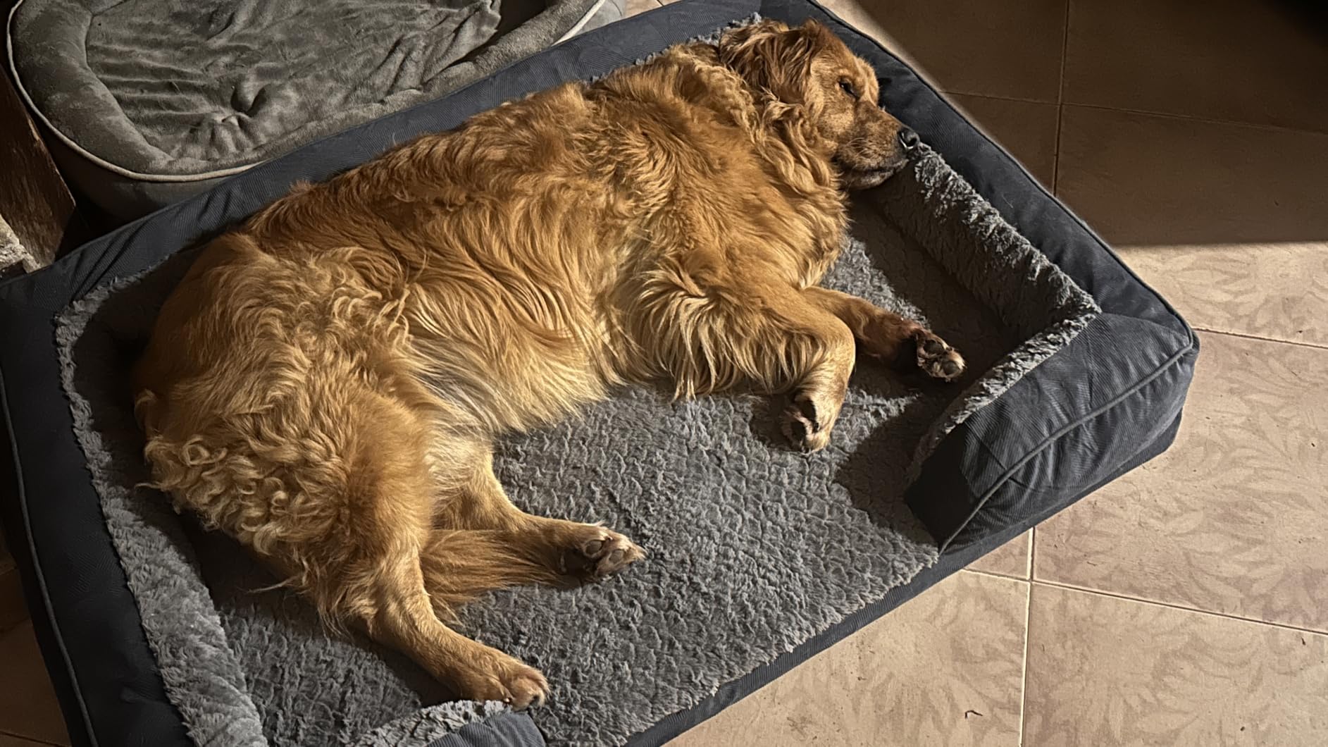 INVENHO Orthopedic Dog Beds Large Sized, XL Washable Dog Sofa with Egg-Crate Foam, Waterproof Lining and Non-Skid Bottom customer photo 1